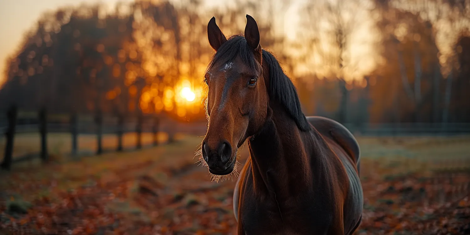 Czym jest kremacja zwierząt?